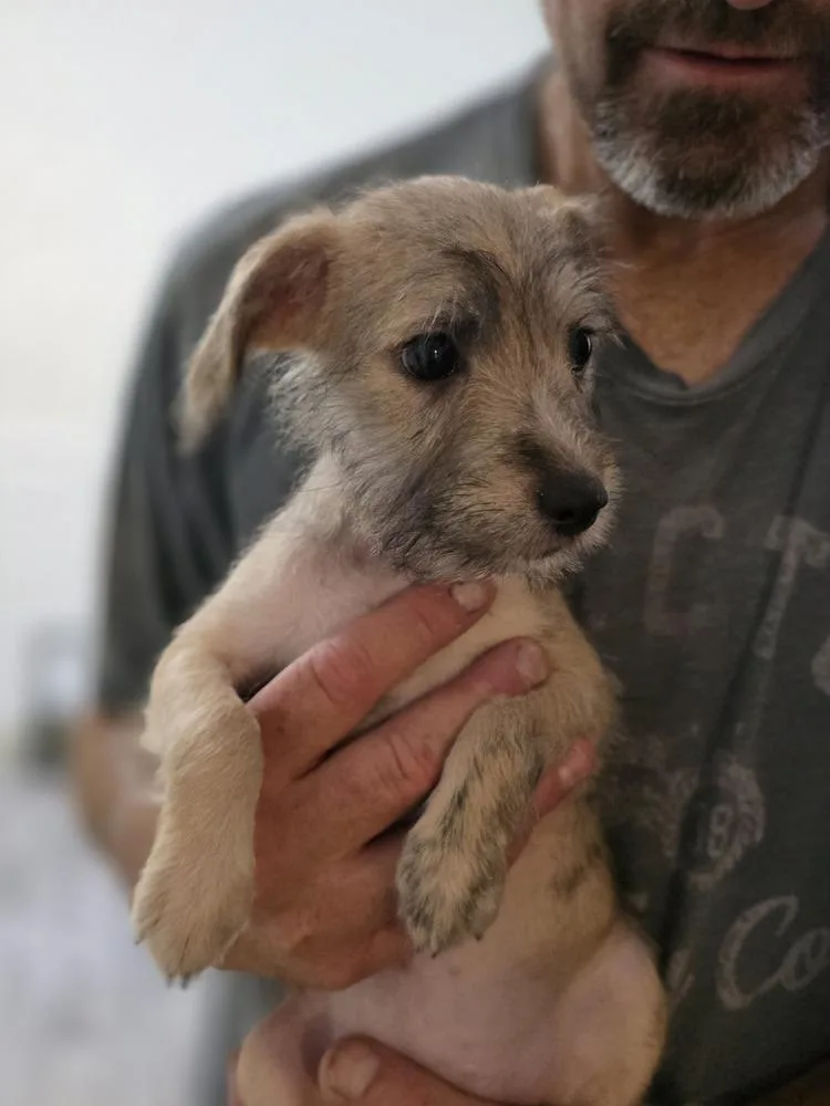 Pepper thumbnail 2