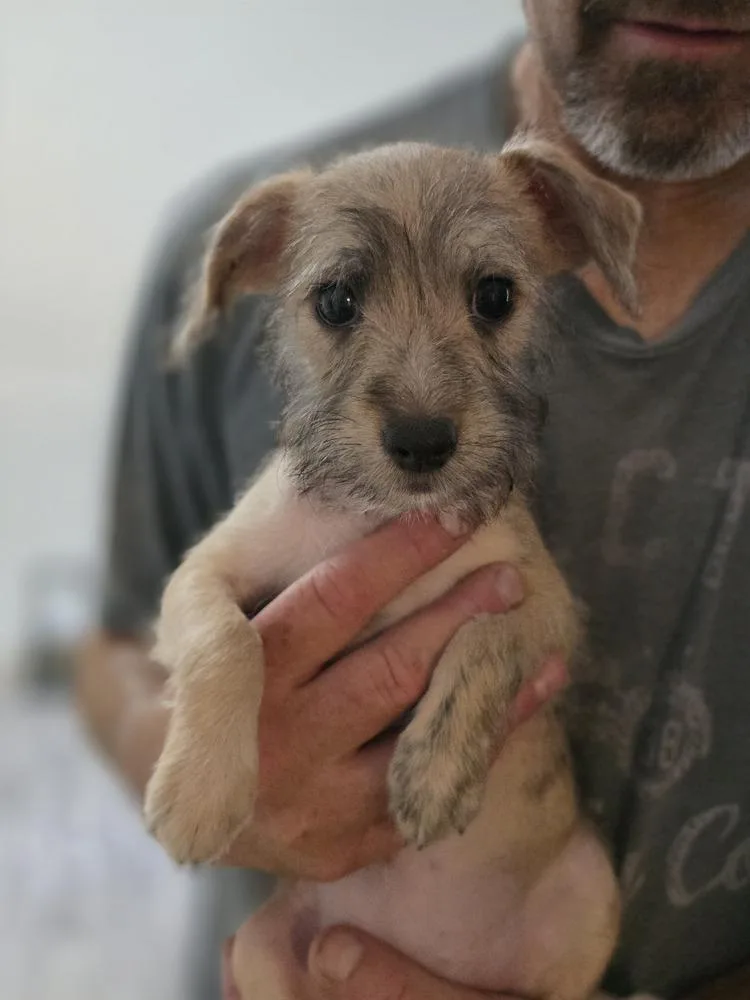 Pepper thumbnail 3