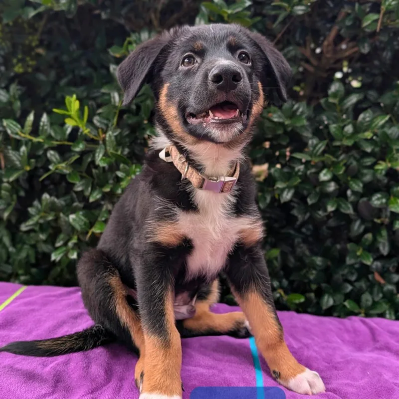 A baby small-sized male Black Australian Shepherd dog named Hermit for adoption in Covington, GA