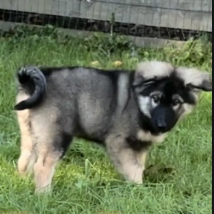 A baby large-sized female Yellow / Tan / Blond / Fawn German Shepherd Dog dog named Bexley for adoption in Union City, PA