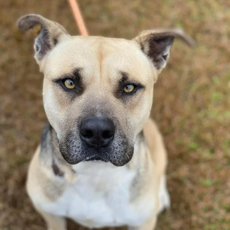 An adult medium-sized male American Staffordshire Terrier dog named Chug for adoption in Ferndale, WA