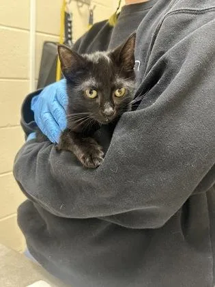 A baby small-sized male Domestic Short Hair cat named Trevor for adoption in Westland, MI