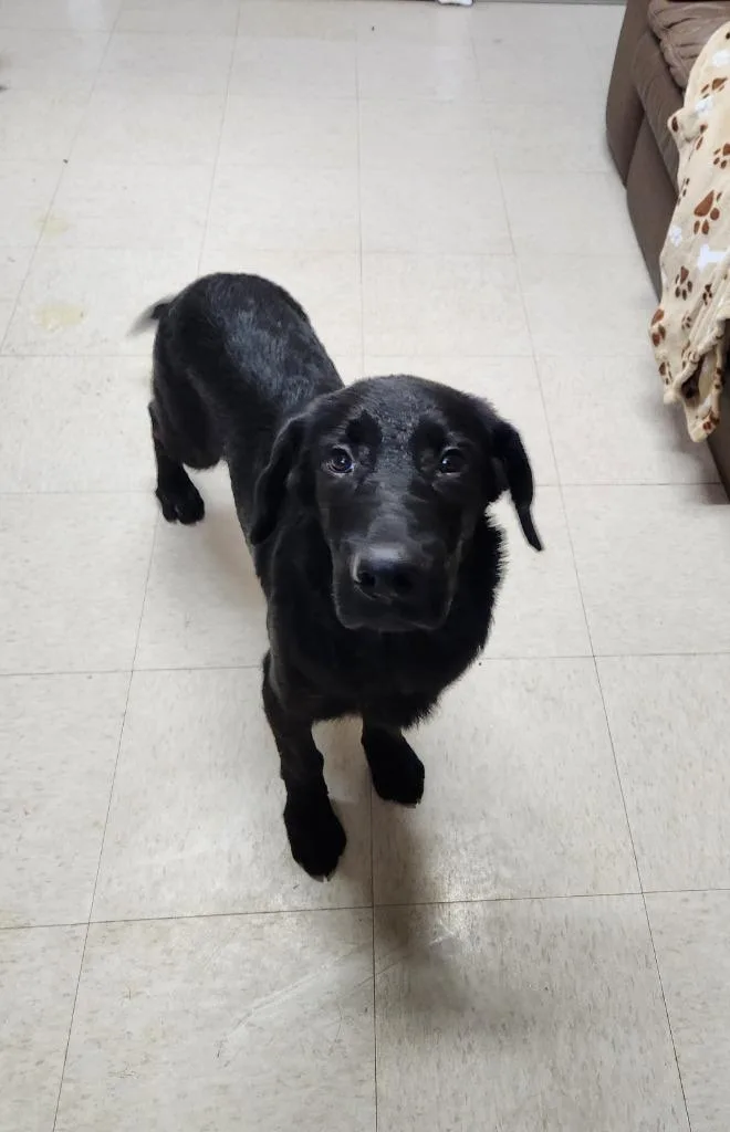 A baby medium-sized male Labrador Retriever dog named Colby for adoption in Fayetteville, TN