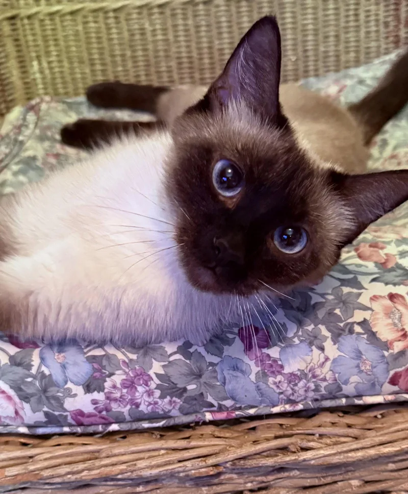 Sapphire Eyes