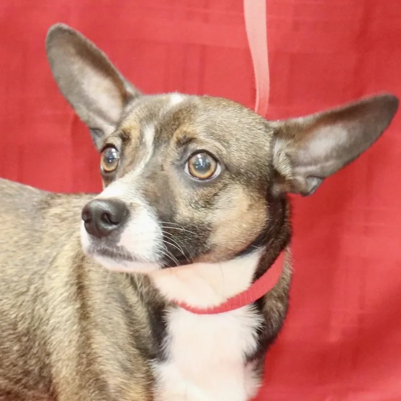 A young small-sized male Tricolor (Brown, Black, & White) Chihuahua dog named Buster for adoption in Cordova, TN