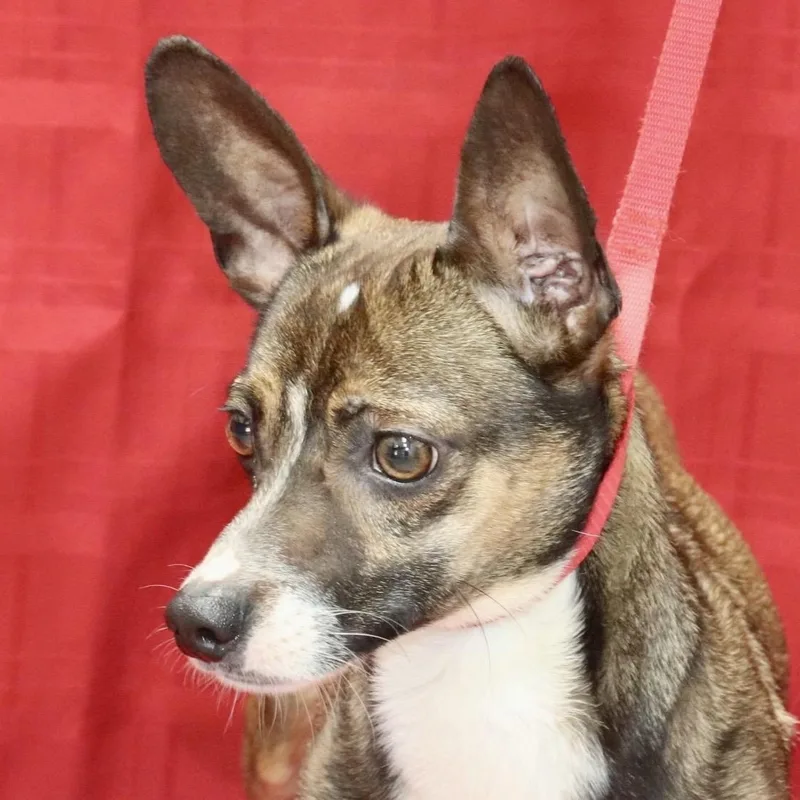 Buster thumbnail 2