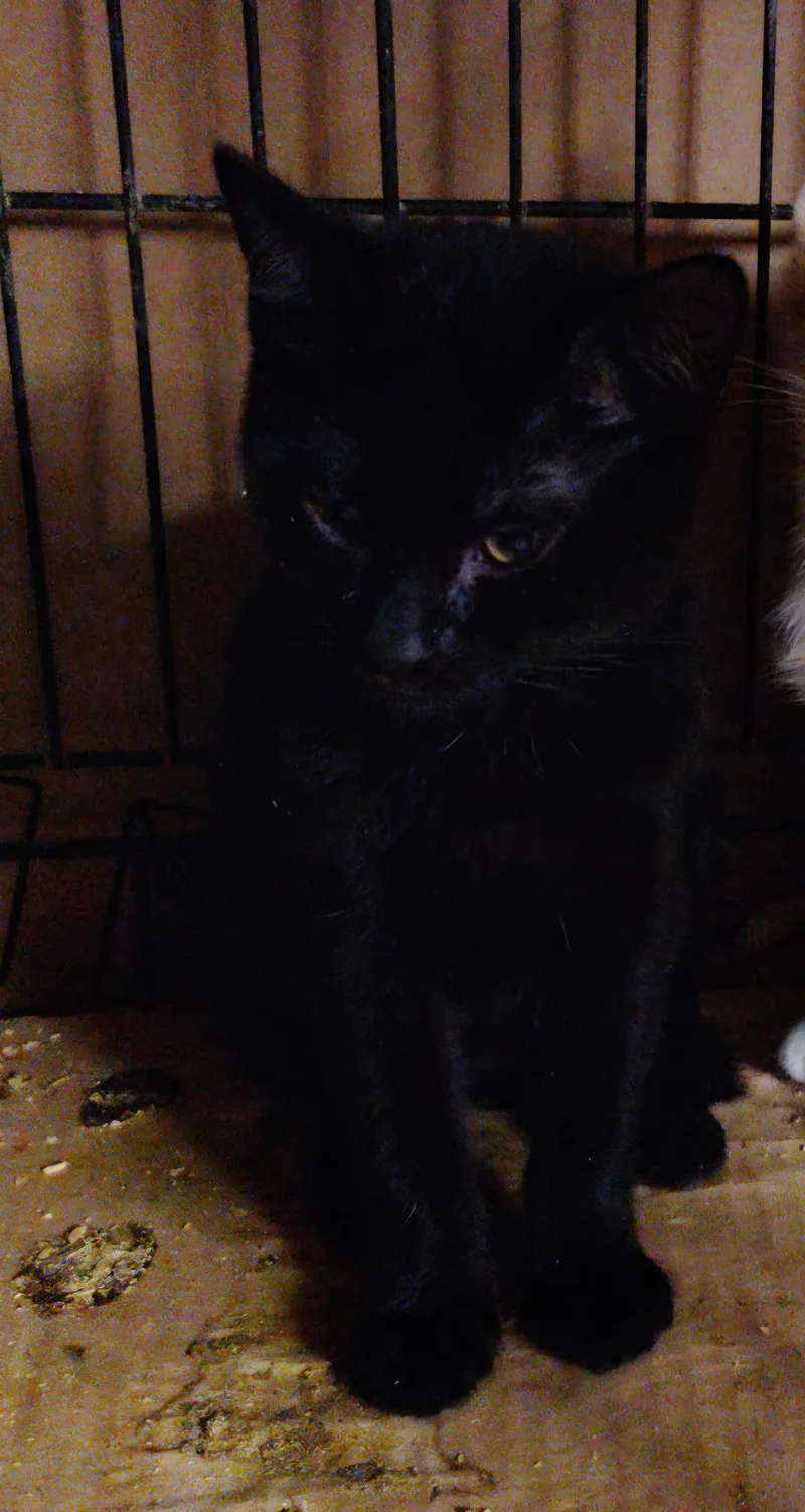 A baby medium-sized female Black Domestic Short Hair cat named Luna for adoption in Evansville, IN