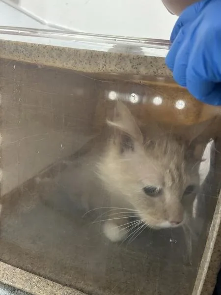 An adult medium-sized male Domestic Medium Hair cat named Donkey for adoption in Silverdale, WA