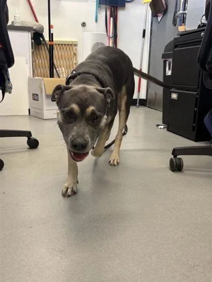 An adult medium-sized female Mixed Breed dog named Rayla for adoption in West Chester, PA