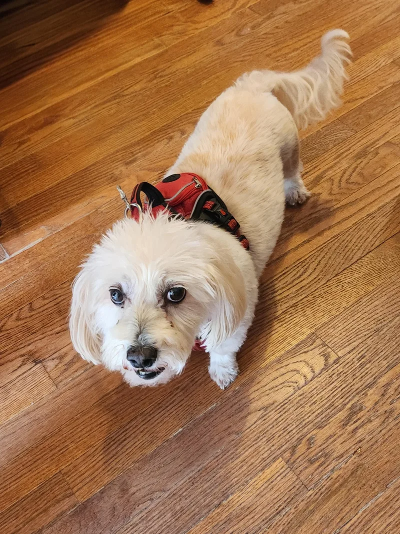 Blizzard thumbnail 3