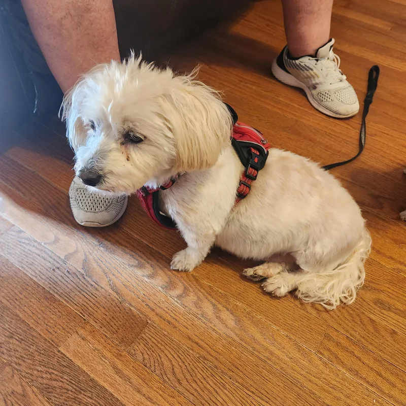 Blizzard thumbnail 4