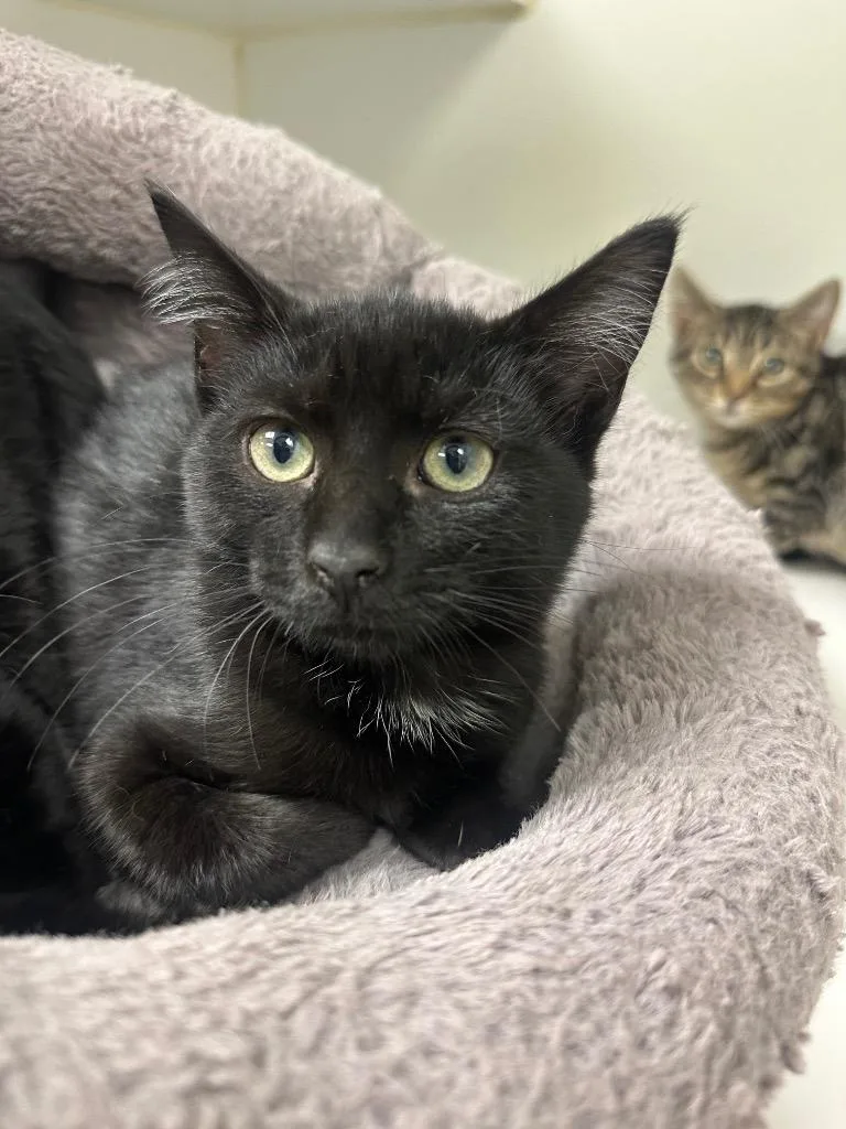 A baby small-sized female Domestic Short Hair cat named Scoop for adoption in Johnson City, TN