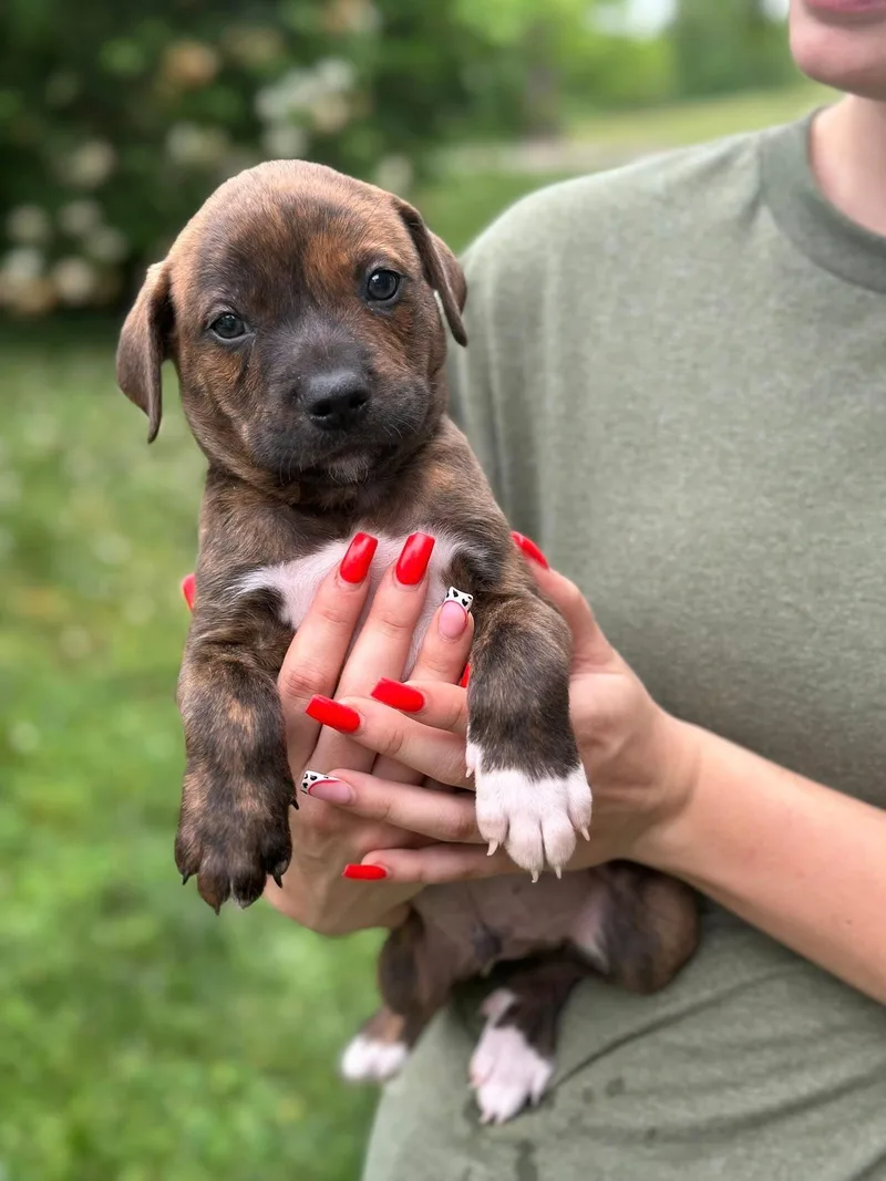 A baby medium-sized male Black Mouth Cur dog named Spardy for adoption in Byrdstown, TN