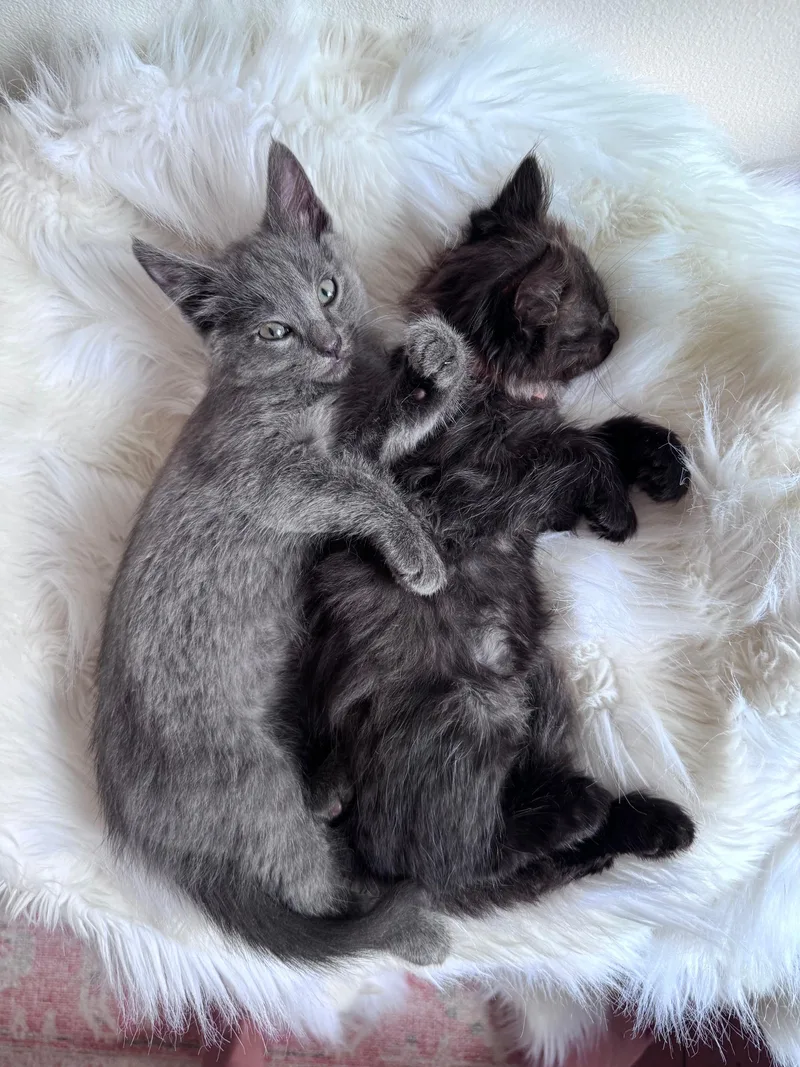 A baby small-sized male Domestic Medium Hair cat named Tosca for adoption in Davidson, NC