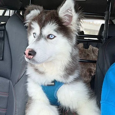A baby medium-sized female Tricolor (Brown, Black, & White) Husky dog named Malia ... Is This for adoption in Studio City, CA