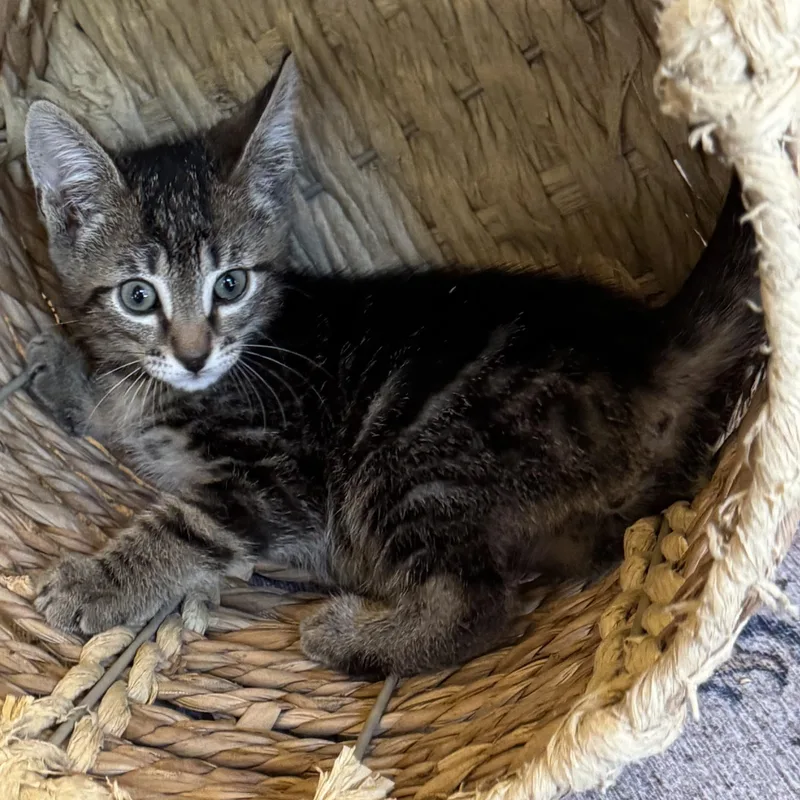 A baby medium-sized male Tabby (Buff / Tan / Fawn) Tabby cat named Scottie for adoption in Pasco, WA