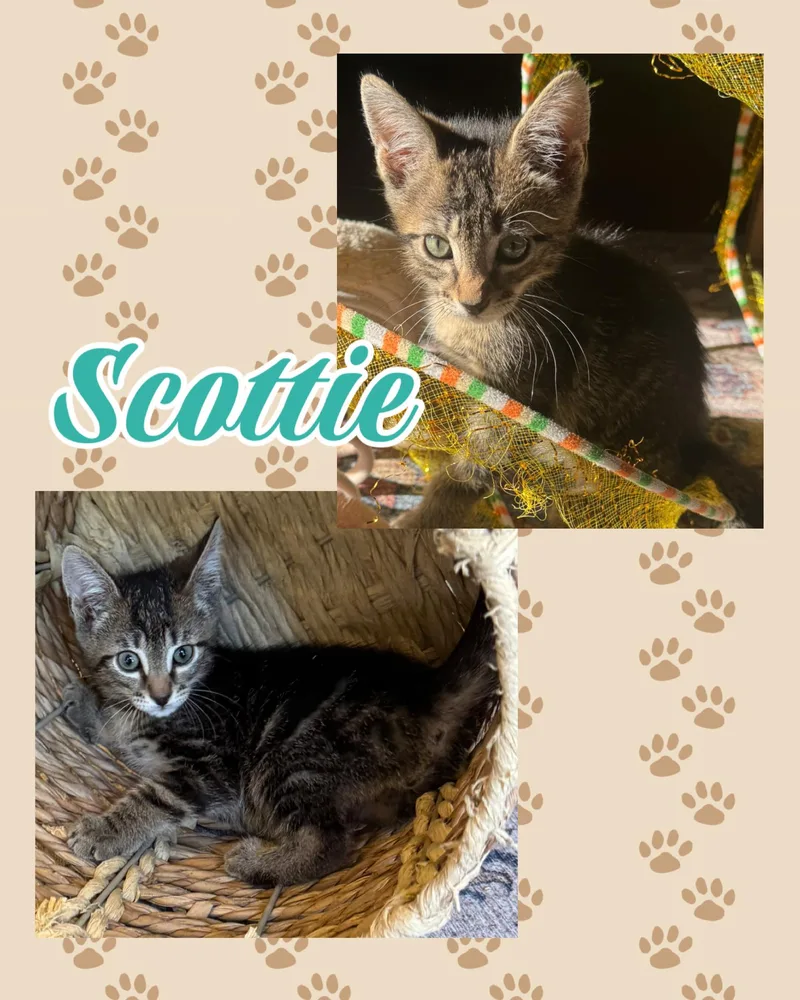 Scottie thumbnail 2