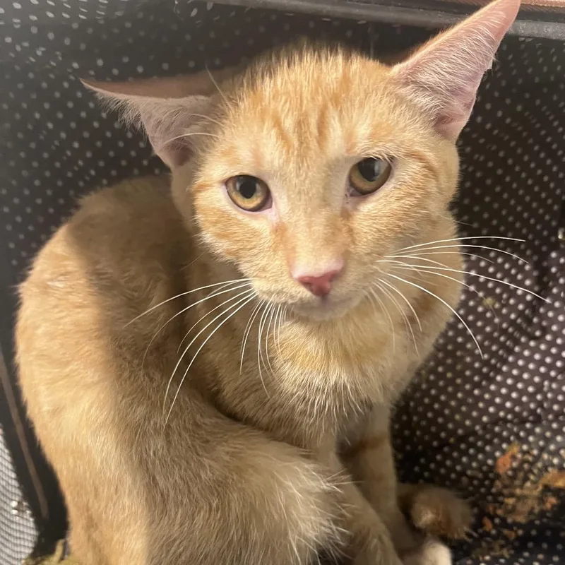 A baby medium-sized male Orange / Red Domestic Short Hair cat named Tini for adoption in Tampa, FL