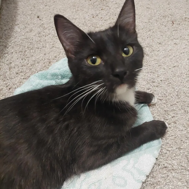 A young medium-sized female Black Domestic Short Hair cat named Caramel for adoption in Huntsville, AL