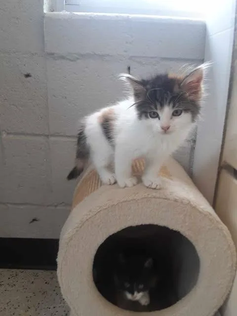 A baby large-sized female Domestic Long Hair cat named Porsche for adoption in Chino Valley, AZ
