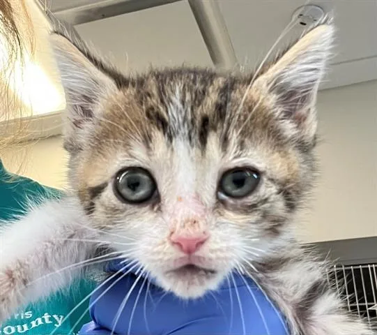 A baby medium-sized female Domestic Short Hair cat named Fern for adoption in Houston, TX