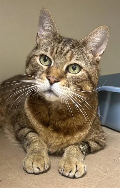 Neko