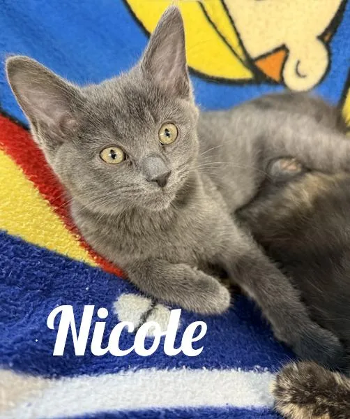 A baby medium-sized female Gray / Blue / Silver Domestic Short Hair cat named Nicole for adoption in Manistee, MI