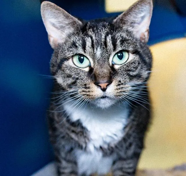 An adult medium-sized female Domestic Short Hair cat named Lyla for adoption in Boston, MA