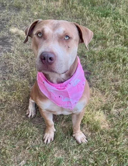 A young large-sized male Pit Bull Terrier dog named Lil Roy for adoption in Tulsa, OK