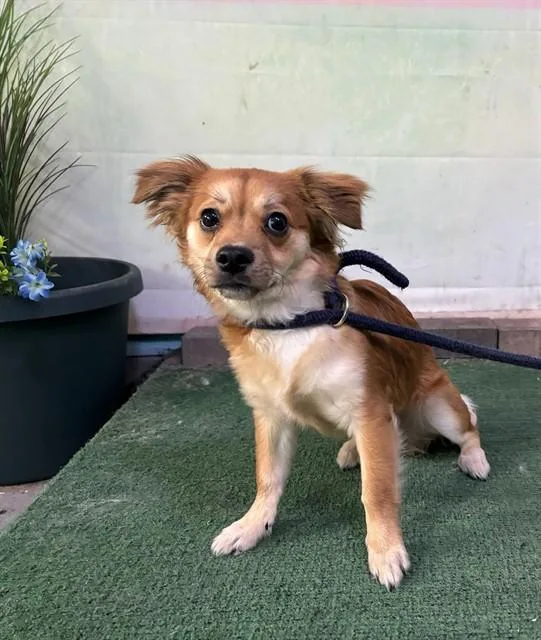 A young medium-sized male Chihuahua dog named Rocky for adoption in Baldwin Park, CA