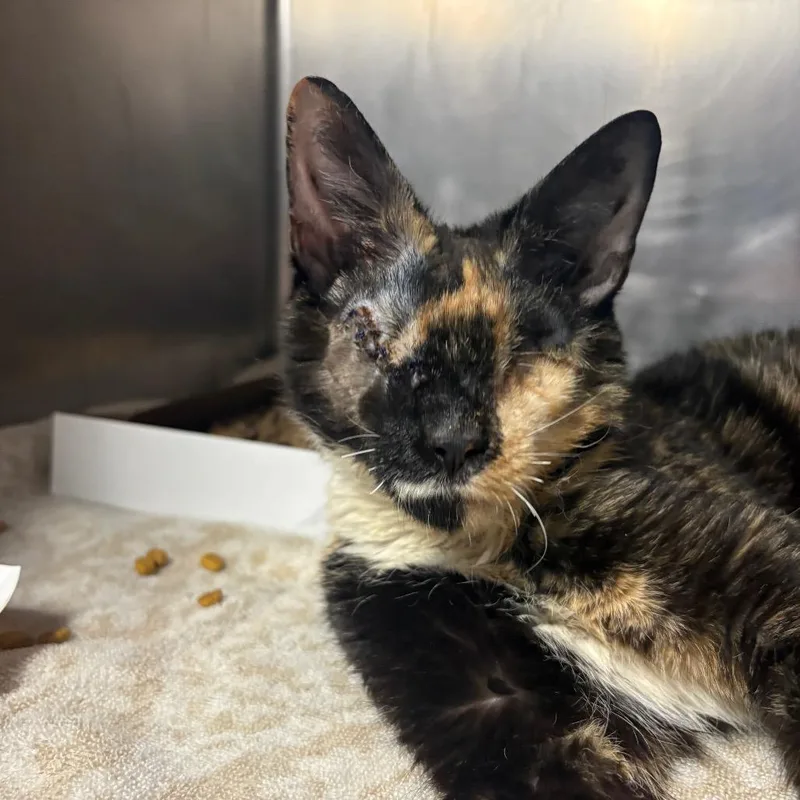 A young medium-sized female Black Domestic Medium Hair cat named Raelyn for adoption in Allentown, PA
