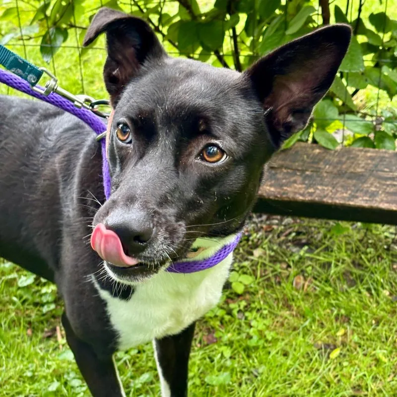 A young medium-sized female Black Mixed Breed dog named Bonnett for adoption in New York, NY