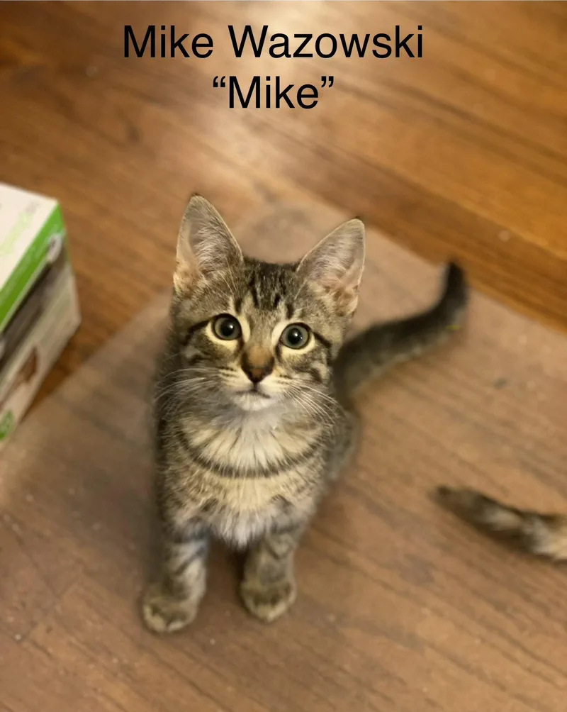 A baby small-sized male Tabby cat named Mike Wazowski C Weaver for adoption in Saunderstown, RI