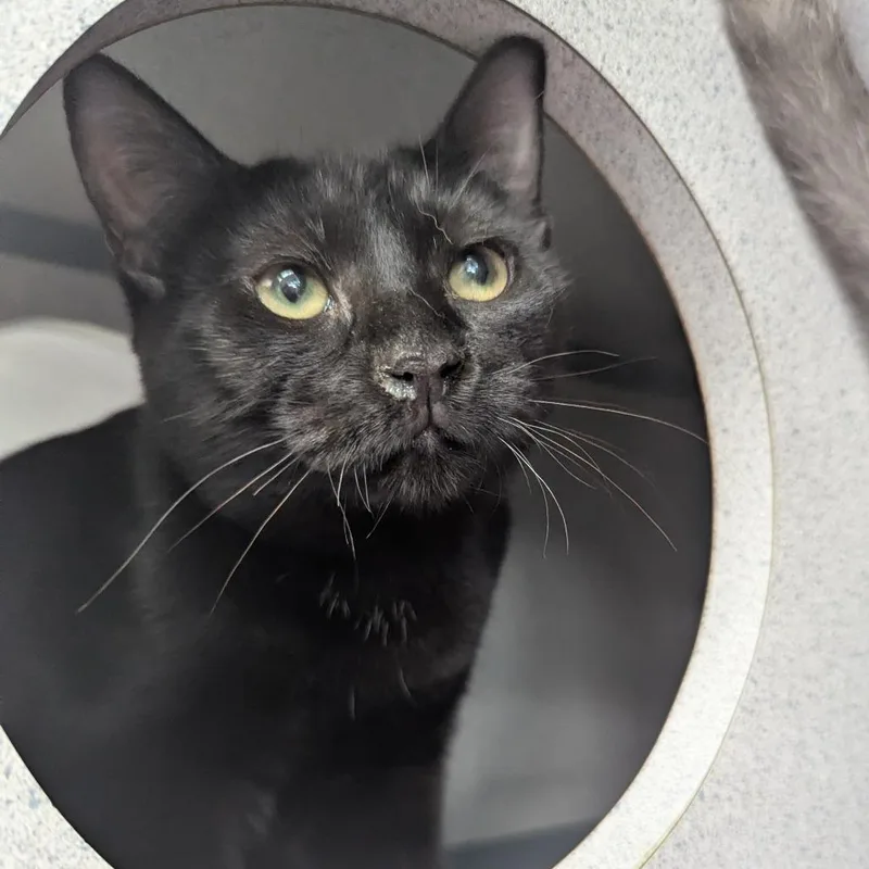 A baby medium-sized male Domestic Short Hair cat named Rudy for adoption in Evansville, IN