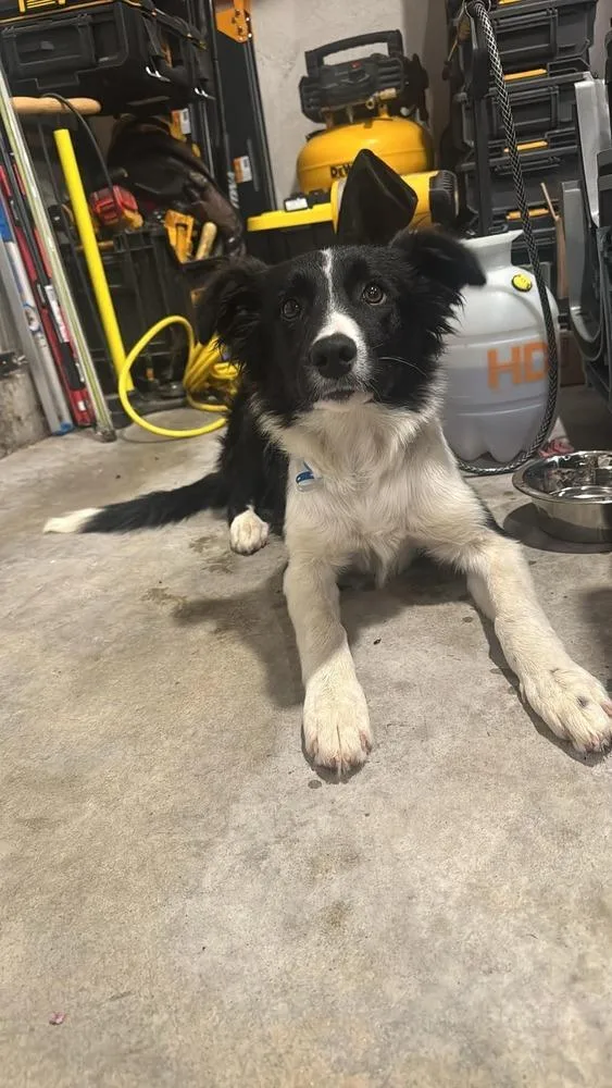 A young medium-sized female Tricolor (Brown, Black, & White) Border Collie dog named Nell CA for adoption in Ontario, CA