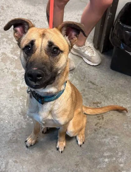A young medium-sized male Belgian Shepherd / Malinois dog named Scooby for adoption in Bowling Green, KY