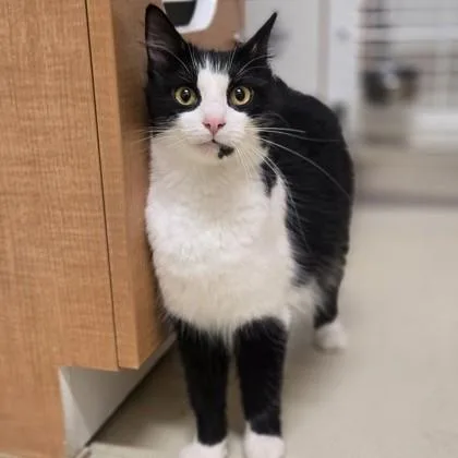 A young medium-sized female Black & White / Tuxedo Domestic Medium Hair cat named Marie for adoption in Phoenixville, PA