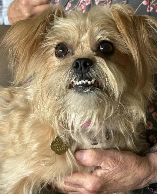 Belle