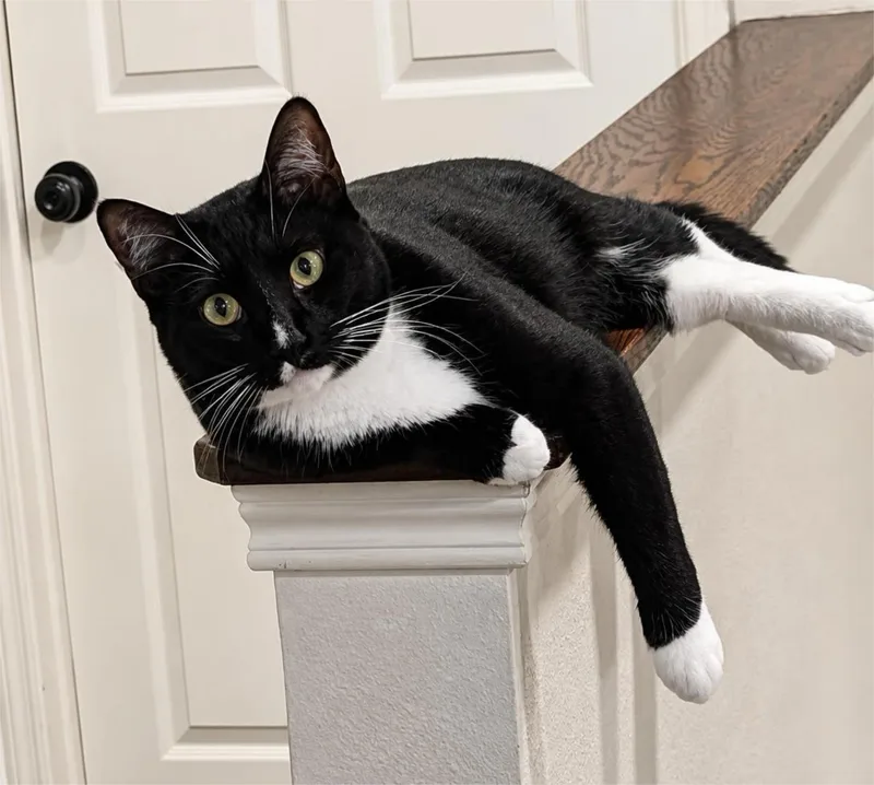 A young large-sized male Black & White / Tuxedo Domestic Short Hair cat named Griflet for adoption in Houston, TX