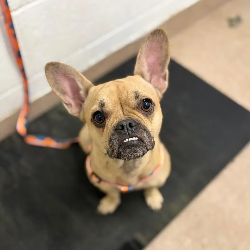 A young small-sized female Yellow / Tan / Blond / Fawn English Bulldog dog named Biscuit for adoption in Ardmore, OK