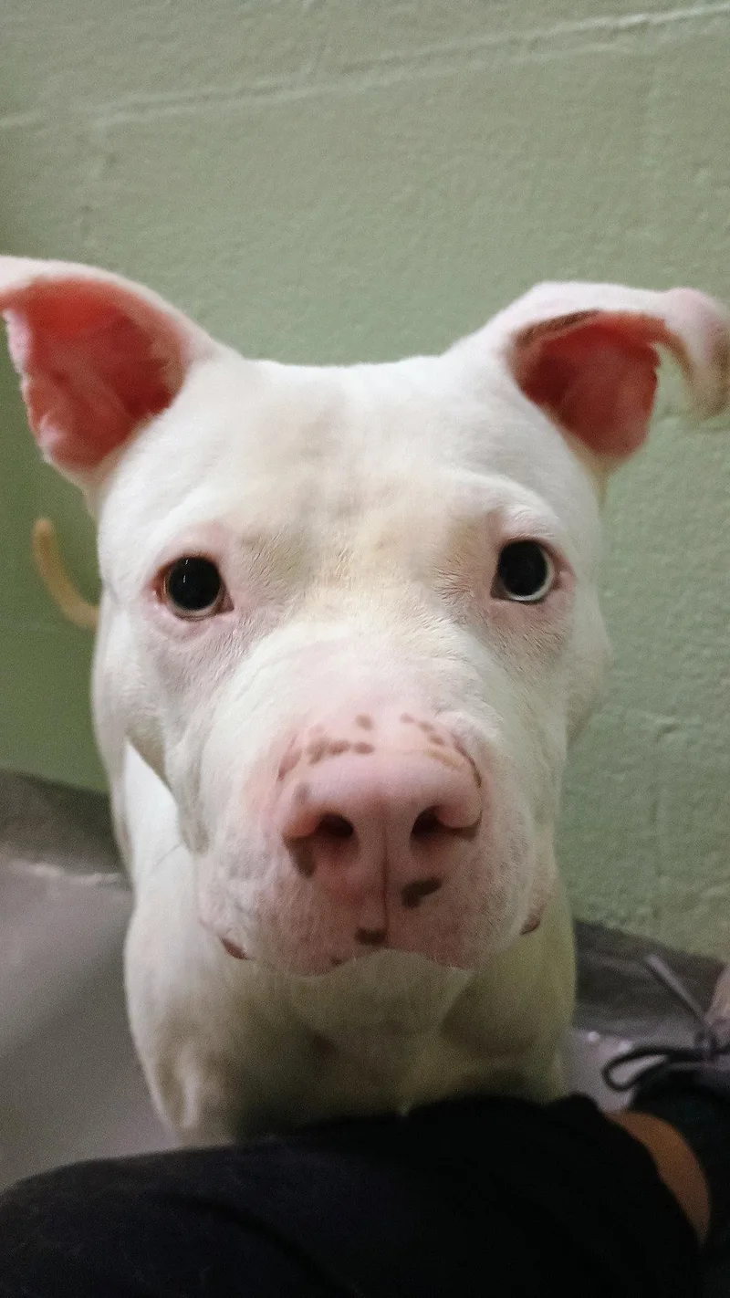 Chester Cheeze thumbnail 2