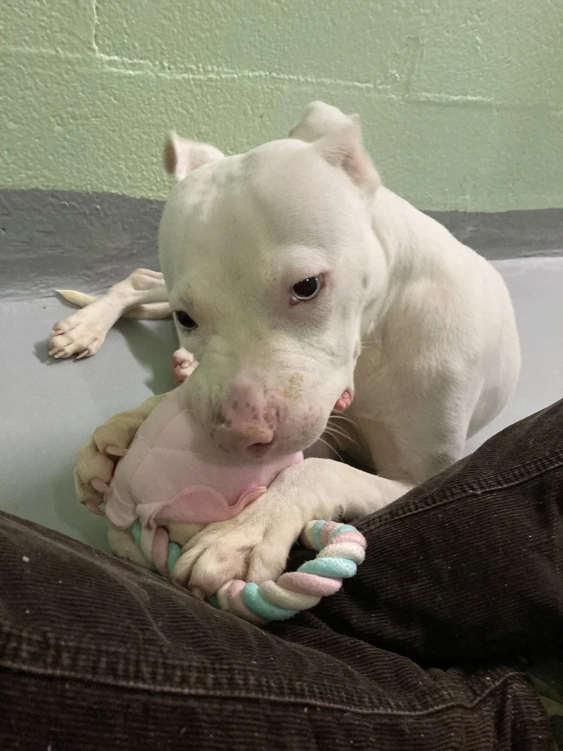 Chester Cheeze thumbnail 3