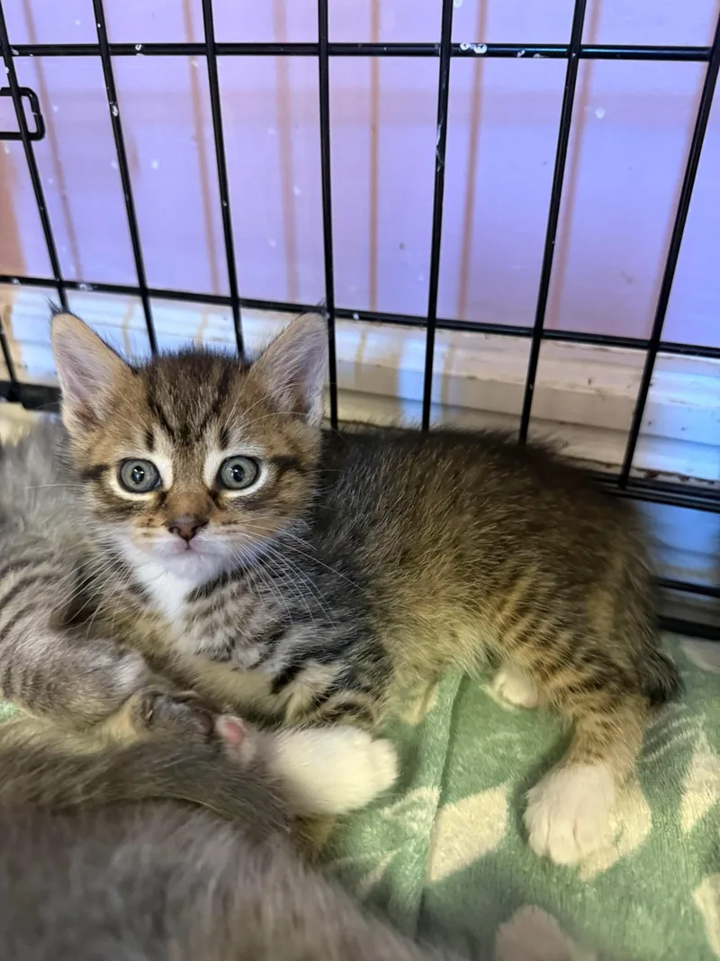 A young small-sized female Tabby (Brown / Chocolate) Domestic Short Hair cat named Corona for adoption in Freeport, NY