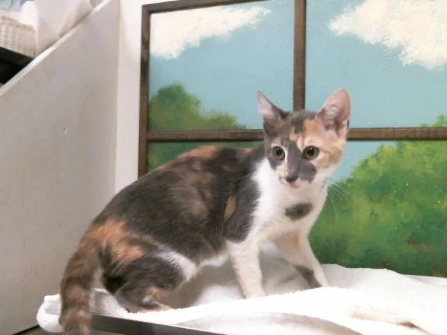 A baby small-sized female Domestic Short Hair cat named Princess for adoption in Houston, TX