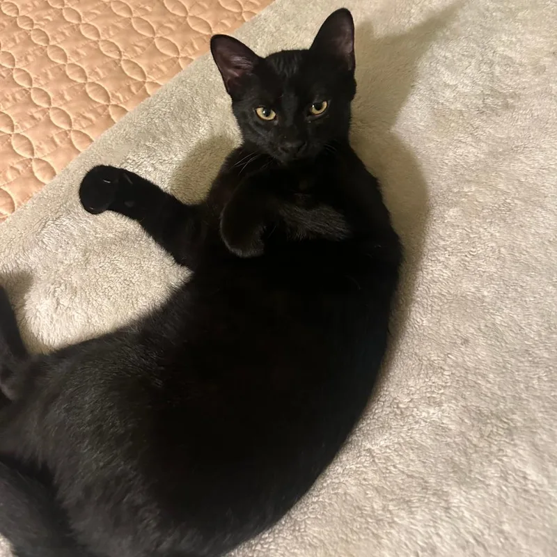 A baby small-sized male Black Domestic Short Hair cat named Midnight for adoption in Bristol, IN