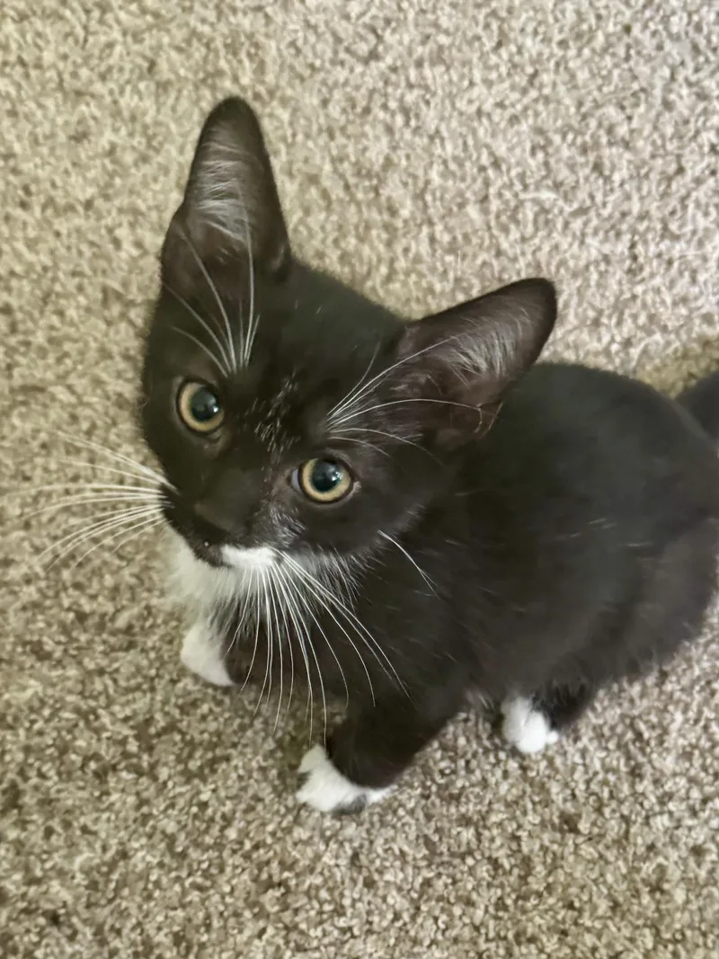 Pepper