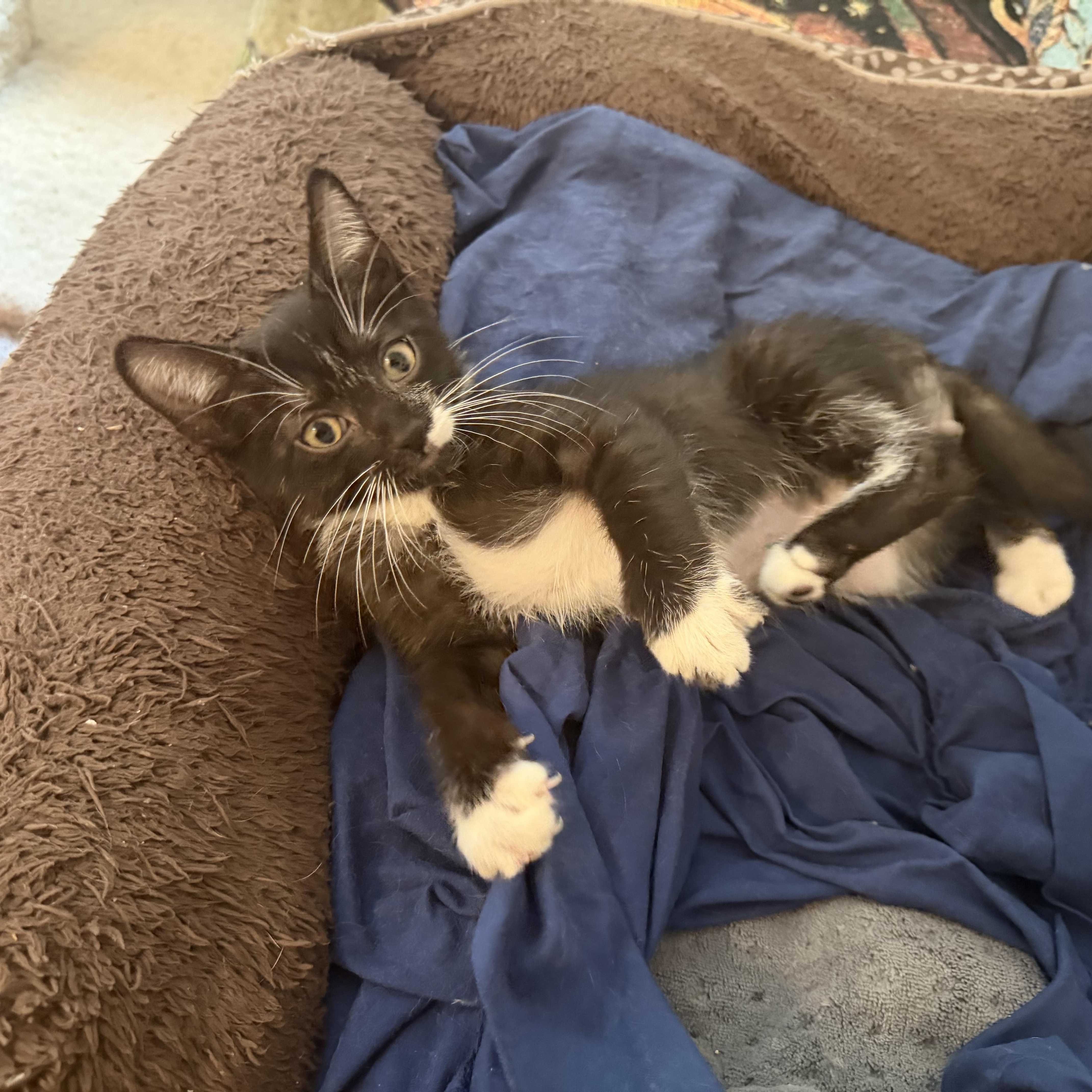 Pepper thumbnail 3