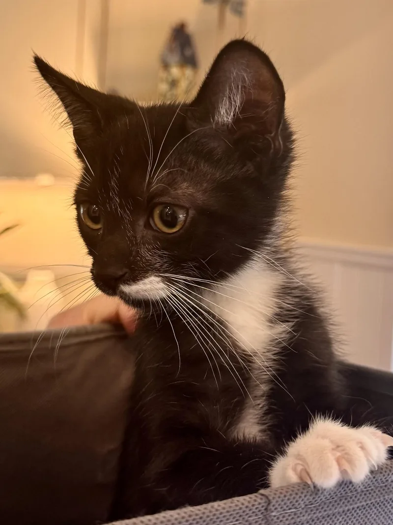 Pepper thumbnail 4