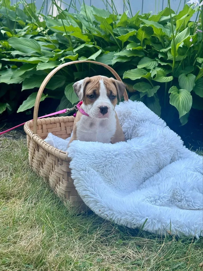 A baby medium-sized female Pit Bull Terrier dog named Willow for adoption in Framingham, MA