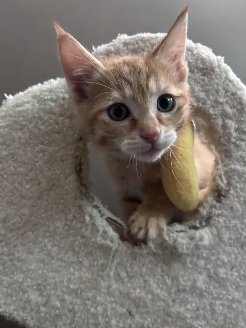 A baby medium-sized male Tabby (Orange / Red) American Shorthair cat named Cheddar for adoption in Cleveland, OH